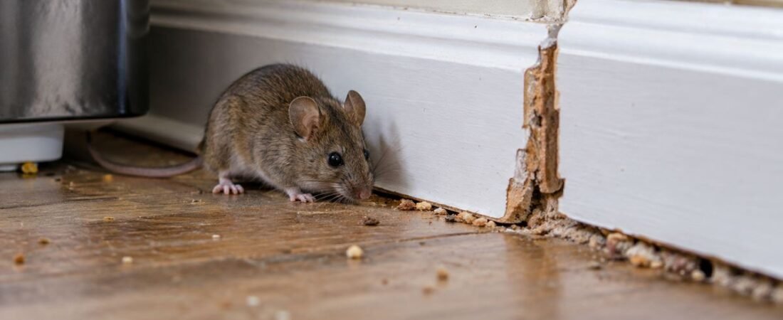 When Should a Barrie Homeowner Call a Pest Control Technician?